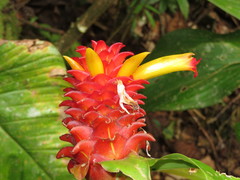 Costus productus