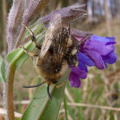 Melecta albifrons