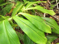 Costus productus
