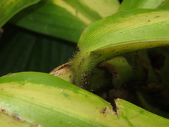 Costus productus