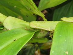 Costus productus