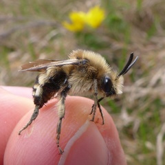 Melecta albifrons