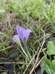Crocus laevigatus