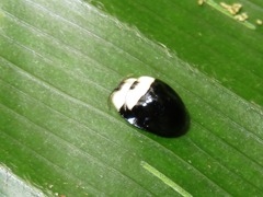 Imatidium thoracicum