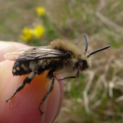 Melecta albifrons