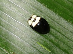 Imatidium thoracicum