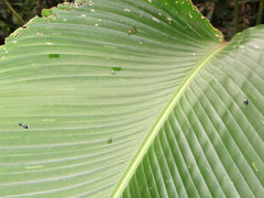 Imatidium thoracicum