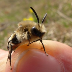 Melecta albifrons