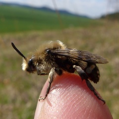 Melecta albifrons