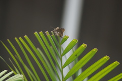 Spicauda teleus
