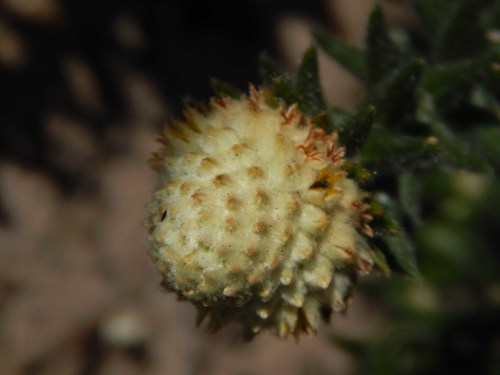 Image of Phylica harveyi by no rights reserved
