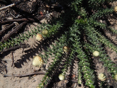 Image of Phylica harveyi by no rights reserved