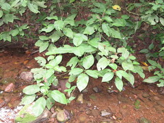 Sanchezia rubriflora