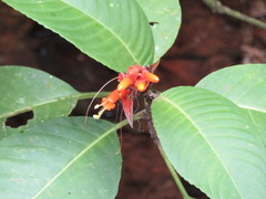Sanchezia rubriflora