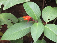 Sanchezia rubriflora