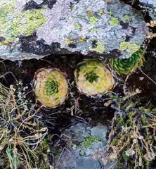 Sempervivum marmoreum