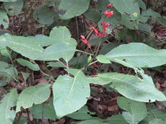 Sanchezia rubriflora