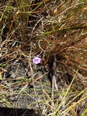 Utricularia bisquamata