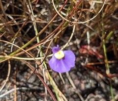 Utricularia bisquamata