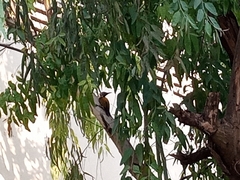 Dinopium benghalense