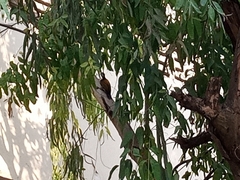 Dinopium benghalense