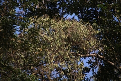 Dendrophthoe falcata