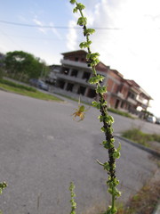 Araniella opisthographa