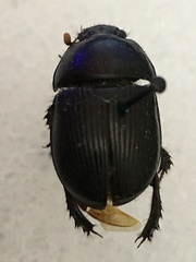 Geotrupes blackburnii