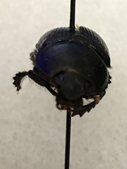Geotrupes blackburnii