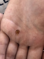 Psyllobora lutescens