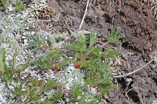 Potentilla concinna var. divisa