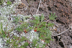 Potentilla concinna divisa