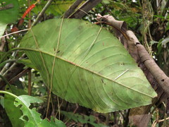 Sanchezia rubriflora