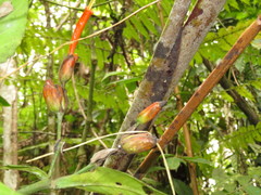 Sanchezia rubriflora