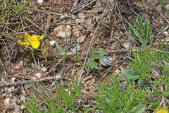 Potentilla concinna divisa