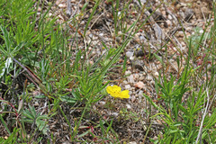 Potentilla concinna divisa