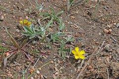 Potentilla concinna divisa