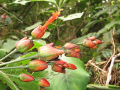 Sanchezia rubriflora