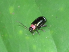 Omophoita peruviana