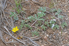 Potentilla concinna divisa