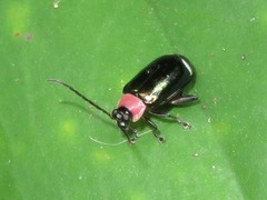 Omophoita peruviana