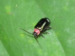 Omophoita peruviana