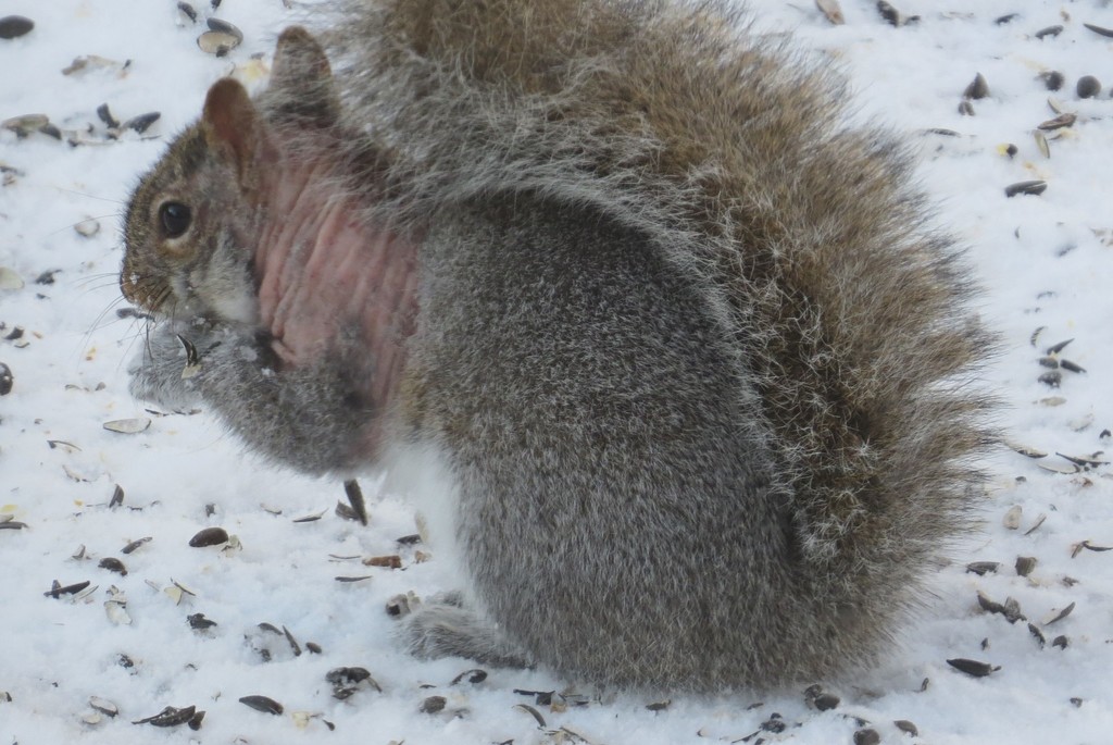 Squirrel Mange Mite