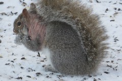 Notoedres centrifera