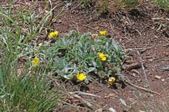 Potentilla concinna divisa