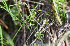 Galium brandegeei