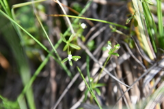 Galium brandegeei