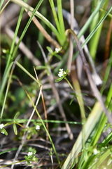 Galium brandegeei