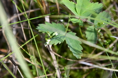 Galium brandegeei