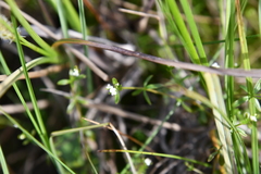 Galium brandegeei